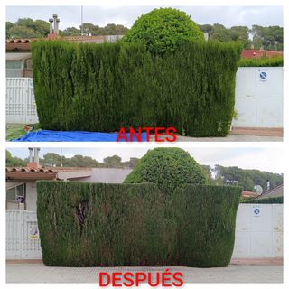 JARDINERO  A BUEN PRECIO 