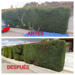 JARDINERO  A BUEN PRECIO 