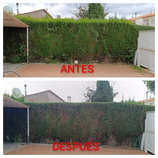 JARDINERO  A BUEN PRECIO 