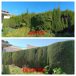 JARDINERO  A BUEN PRECIO 