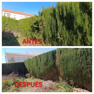 JARDINERO  A BUEN PRECIO 