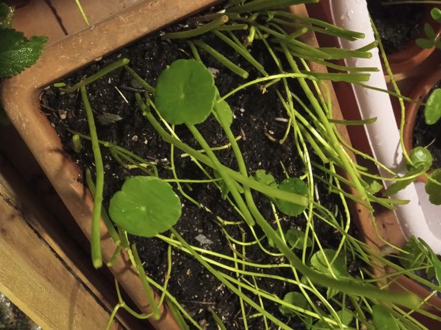 Centella asiatica. Planta Crema cosmetica