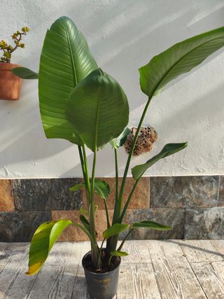2 Strelitzia Augusta - 50€ la unidad