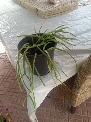 Planta crasa Rhipsalis