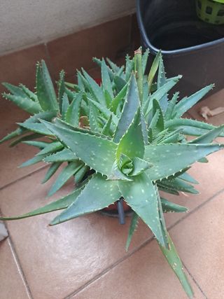 Aloe vera - esquejes