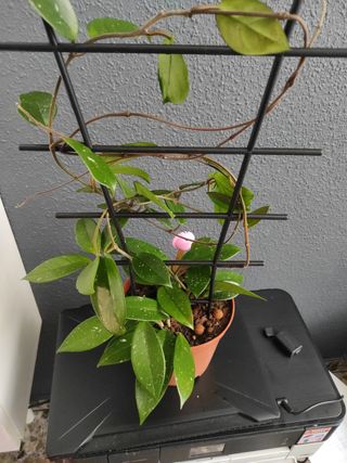 Hoya  planta trepadora,la flor de cera , 2 plantas