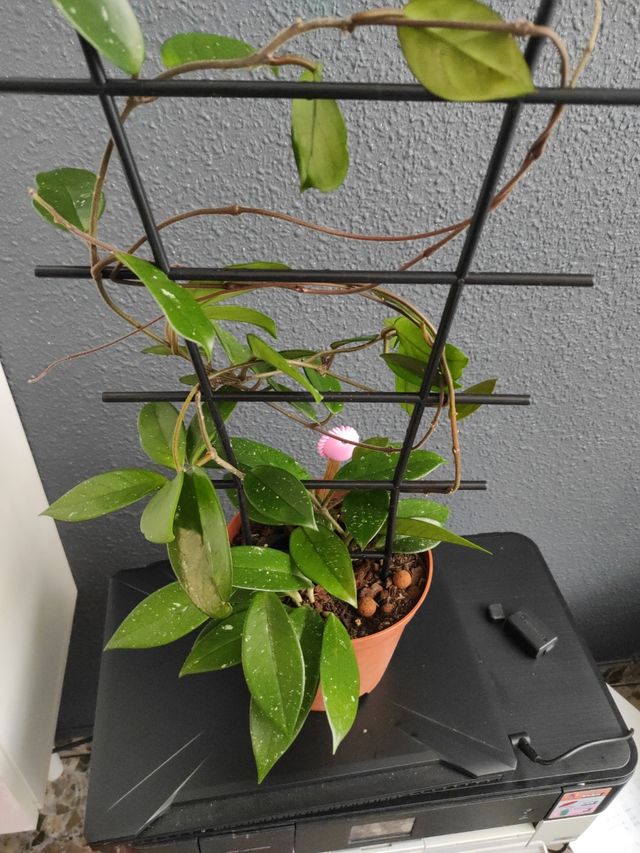 Hoya  planta trepadora,la flor de cera 2 plantas