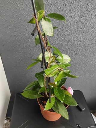 Hoya  planta trepadora,la flor de cera , 2 plantas