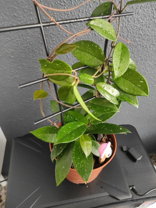 Hoya  planta trepadora,la flor de cera 2 plantas