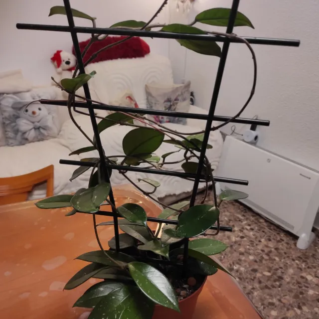 Hoya pianta rampicante, il fiore di cera, 2 piante