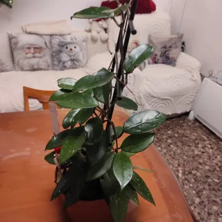Hoya  planta trepadora,la flor de cera , 2 plantas