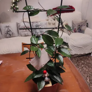 Hoya  planta trepadora,la flor de cera , 2 plantas