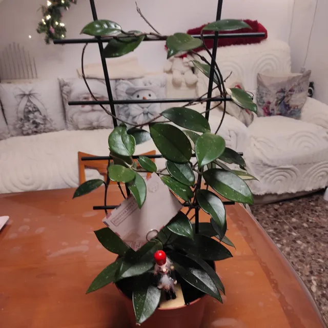 Hoya pianta rampicante, il fiore di cera, 2 piante