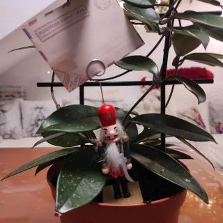 Hoya  planta trepadora,la flor de cera , 2 plantas