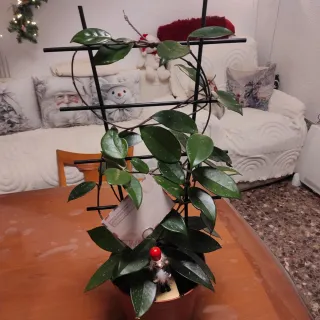 Hoya  planta trepadora,la flor de cera , 2 plantas