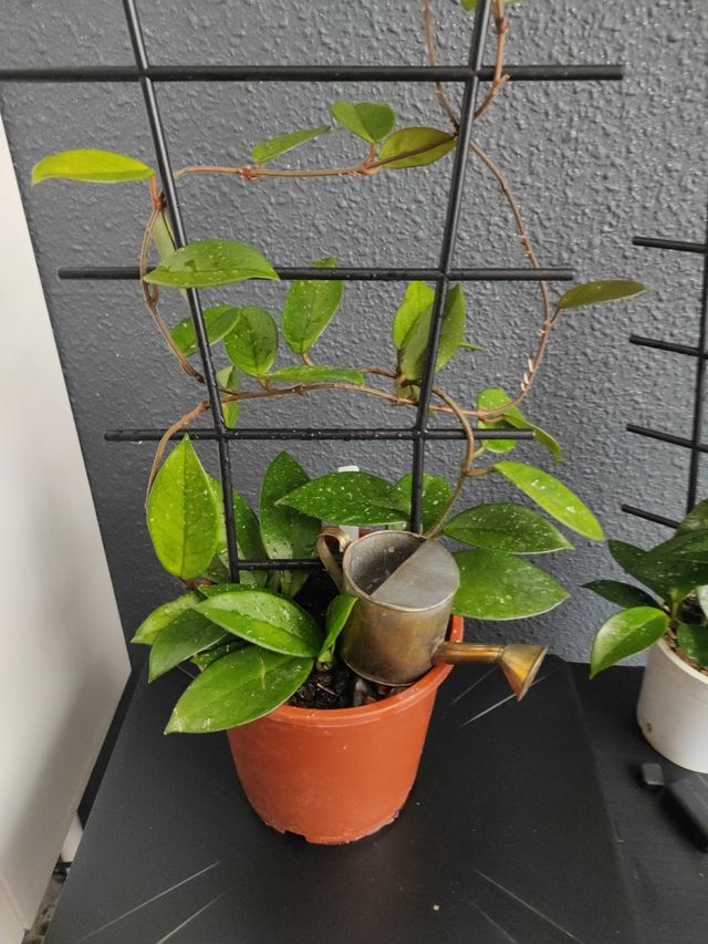 Hoya  - Planta joven , 3 plantas en la maceta