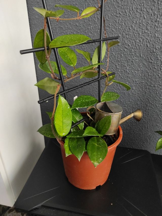 Hoya  - Planta joven , 3 plantas en la maceta