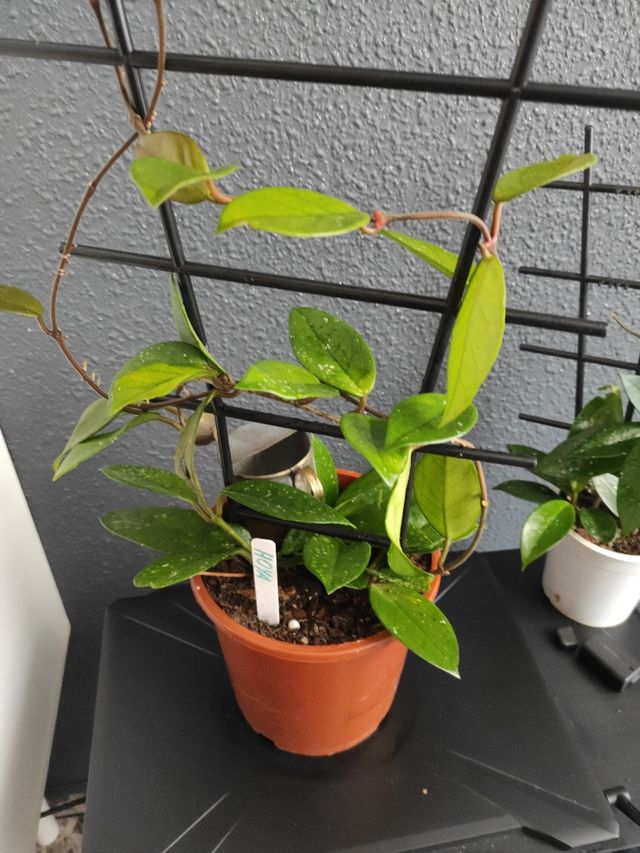 Hoya  - Planta joven , 3 plantas en la maceta