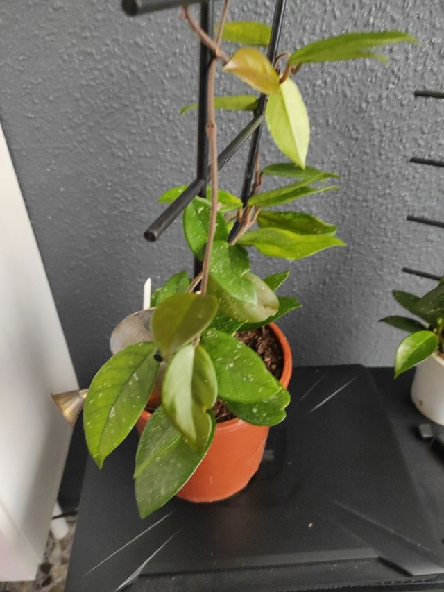 Hoya  - Planta joven , 3 plantas en la maceta