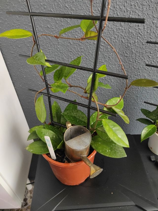 Hoya  - Planta joven , 3 plantas en la maceta