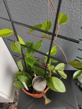 Hoya  - Planta joven , 3 plantas en la maceta