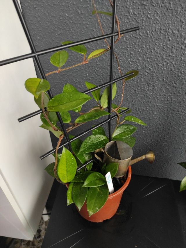 Hoya  - Planta joven , 3 plantas en la maceta