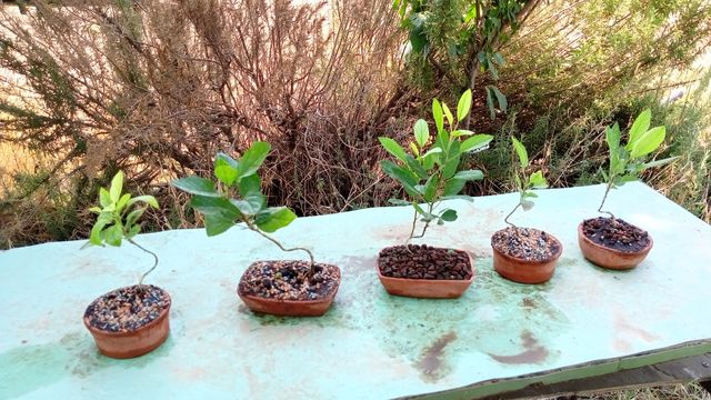 5 Mini bonsai melo - piante giovani