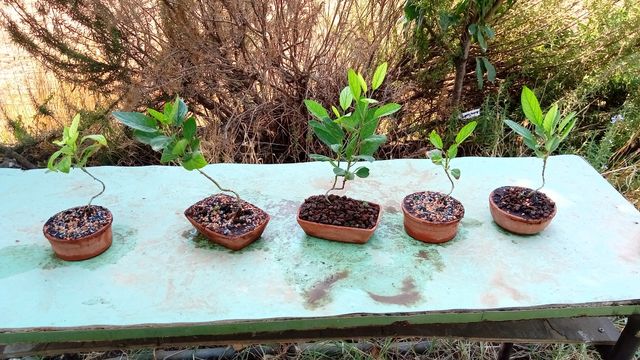 5 Mini bonsai melo - piante giovani