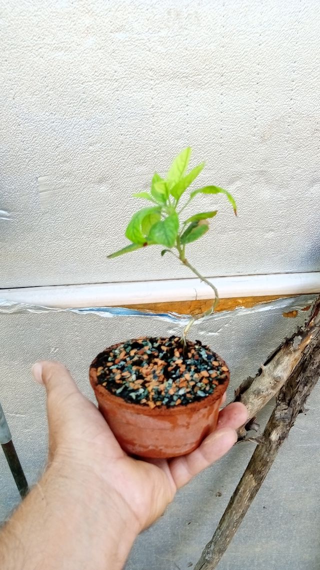 5 Mini bonsai melo - piante giovani