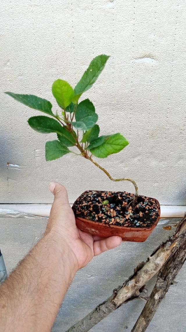 5 Mini bonsai melo - piante giovani