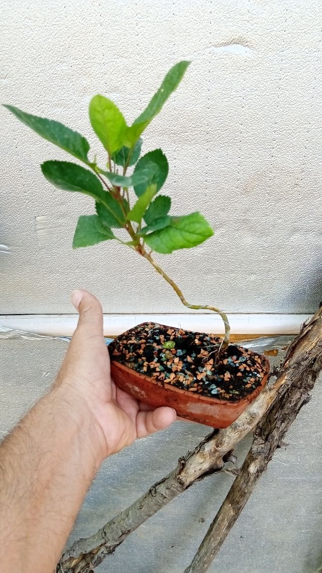 5 Mini bonsai melo - piante giovani