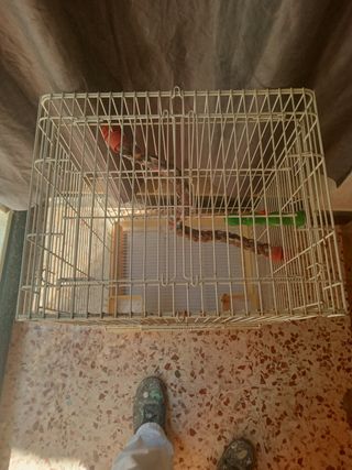 Gabbia uccelli è pappagallini- bianca e beige. 
