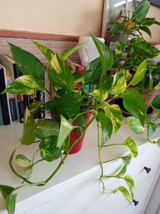 Planta Potus M. variegata