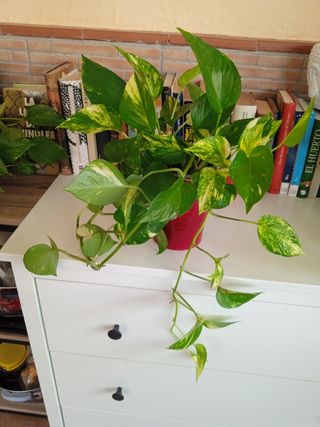 Planta Potus M. variegata