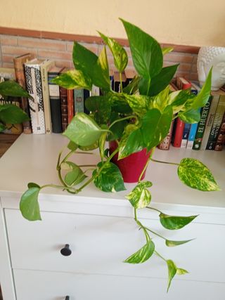 Planta Potus M. variegata