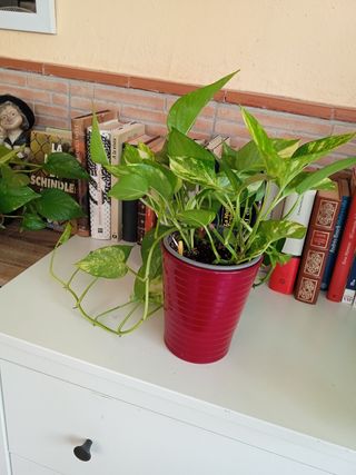 Planta Potus M. variegata