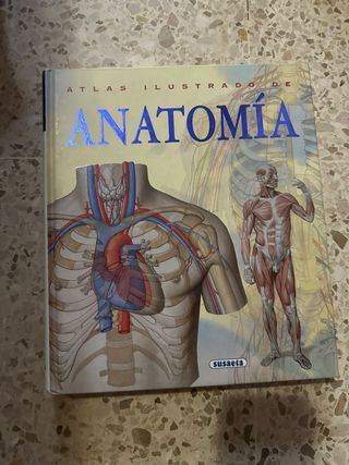 Anatomía