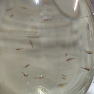 Aqua Dragons: Kit completo