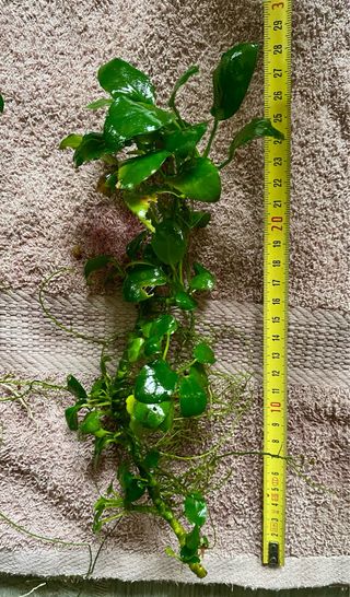 Plantas acuario anubias