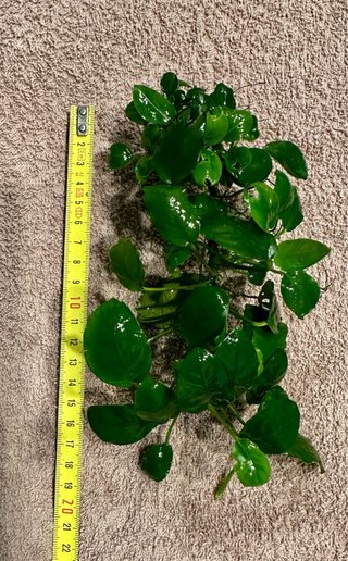 Plantas acuario anubias