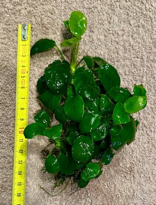Plantas acuario anubias