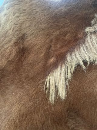 Piel de potro marrón