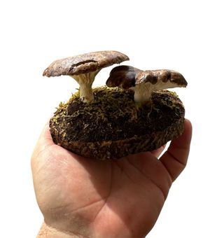 Setas de Cardo - Figura Decorativa