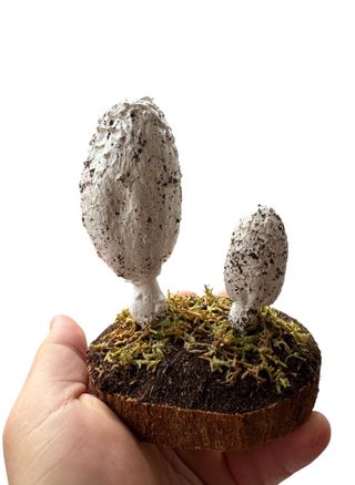 Figuras Setas Coprinus comatus