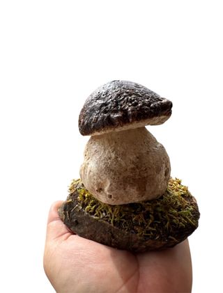 Figura Boletus Aereus