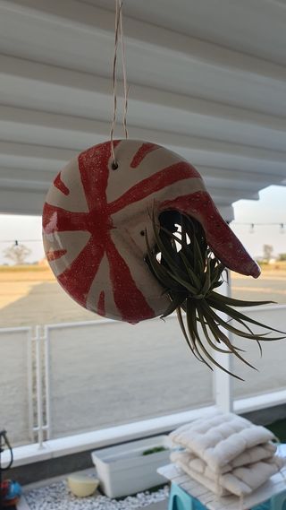 Vaso Nautilus piante aeree