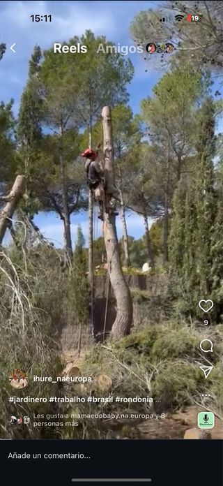 jardineiro y proficional en alturas podas de pinos