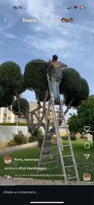 jardineiro y proficional en alturas podas de pinos