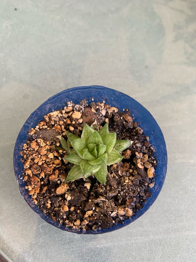 Haworthia suculenta