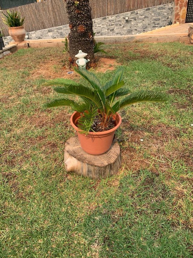 Cyca - Planta en maceta